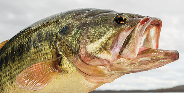 Best Winter Bass Lures: Great Baits for Late-Season