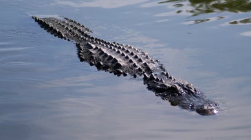 Alligator Bites Off Florida Swimmer's Arm