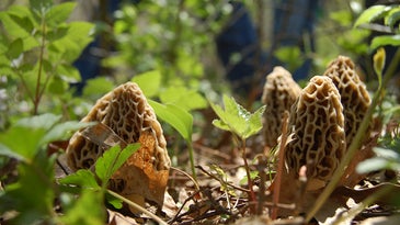 morel mushrooms on the ground