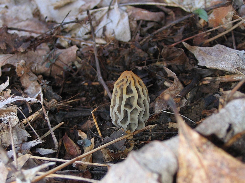 morel mushroom in dry leaves