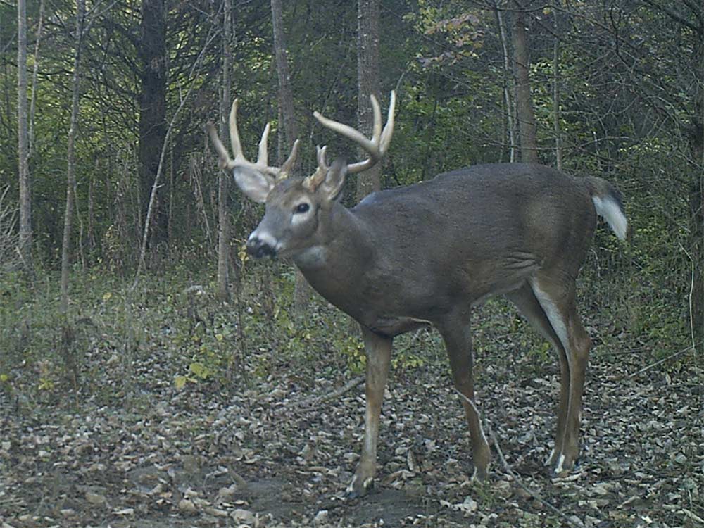 whitetail deer in the woods