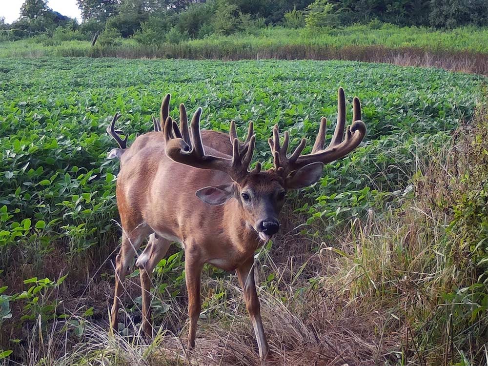 a non-typical whitetail deer on the edge of a food plot