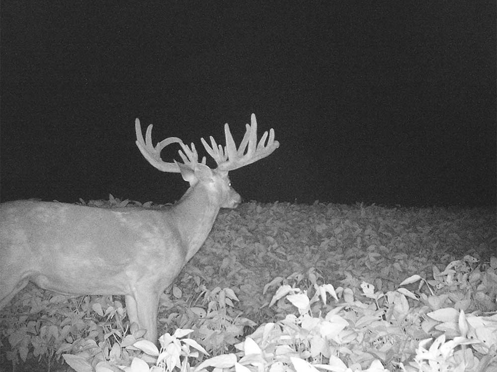 black and white trail cam photo of a deer in a food plot