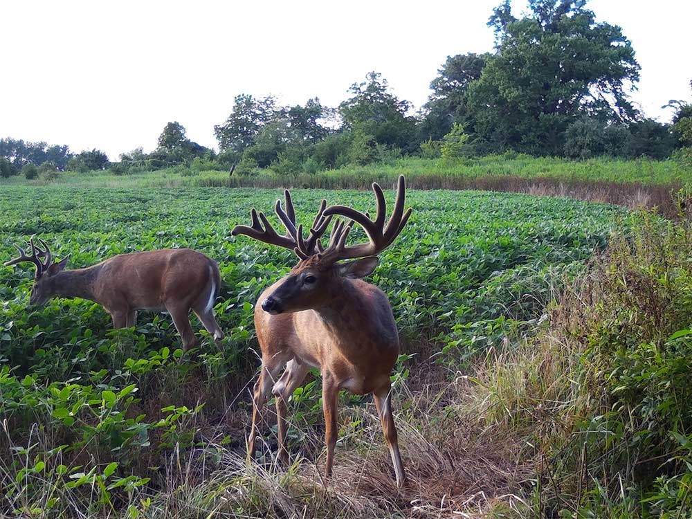 two whitetail deer on the edge of a food plot