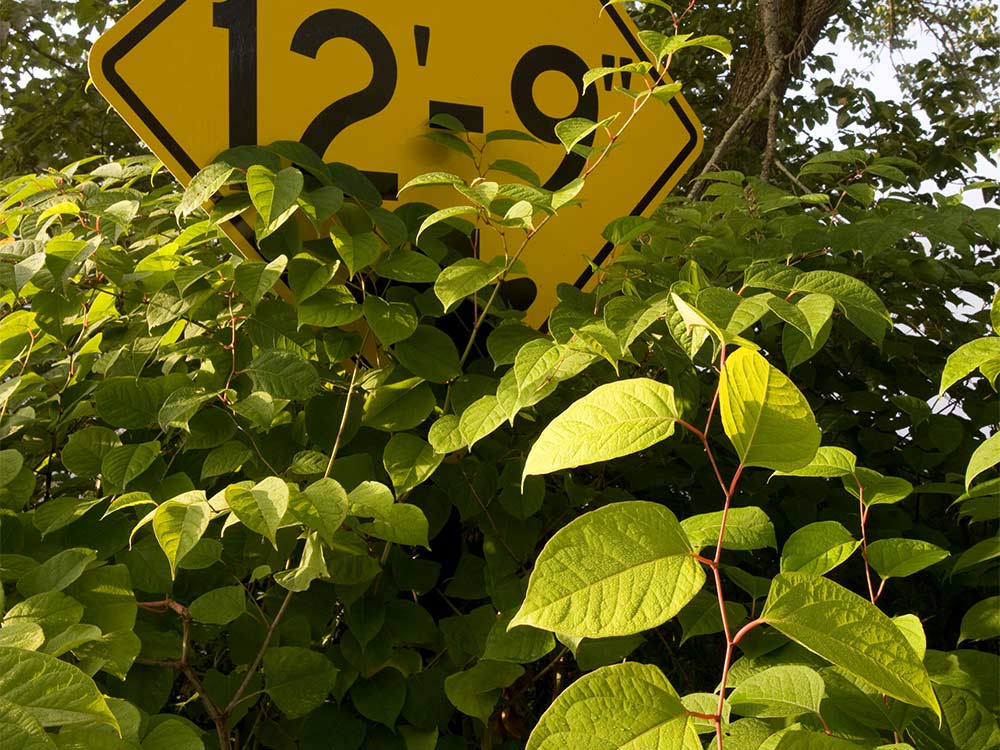 Japanese Knotweed growing around a yellow sign