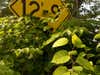 Japanese Knotweed growing around a yellow sign