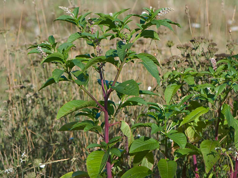 Pokeweed growing in a field