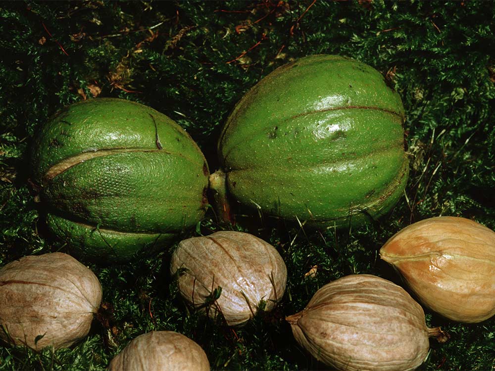 Shagbark Hickory Nuts