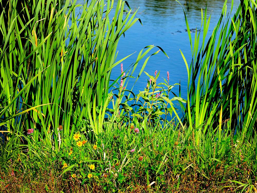 Cattails growing by a marshland