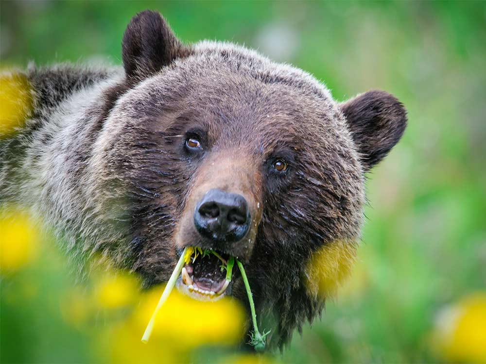 DRFHN9 Close up of a Grizzly Bear feeding on Dandelions, Jasper National Park Alberta Canada