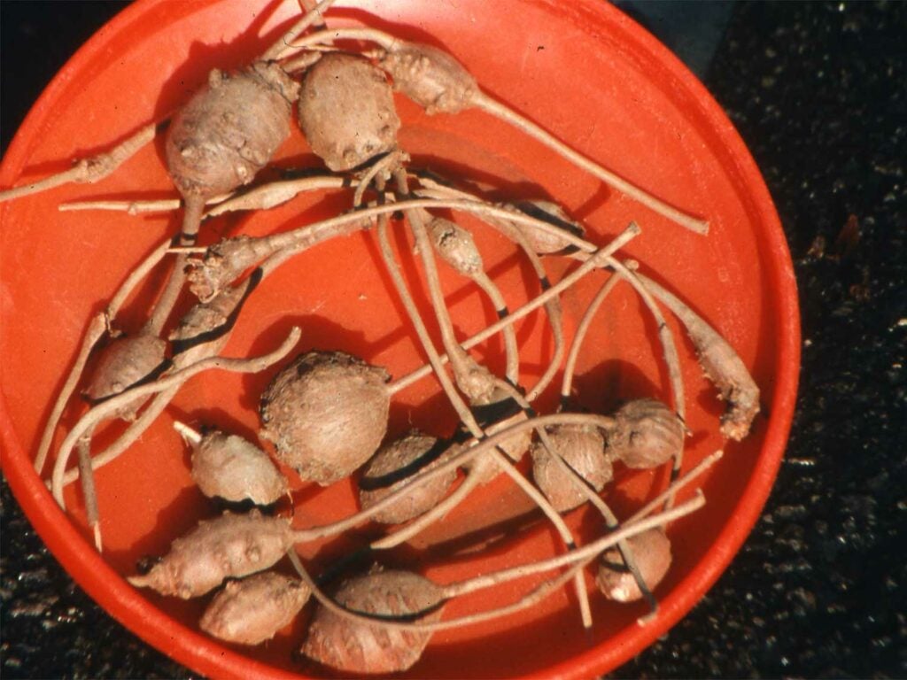 Groundnut freshly pulled out of the ground