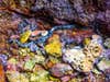 belcher sea snake in coral