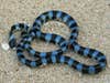 a blue and black lipped sea krait snake