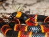 a venomous Eastern Coral Snake