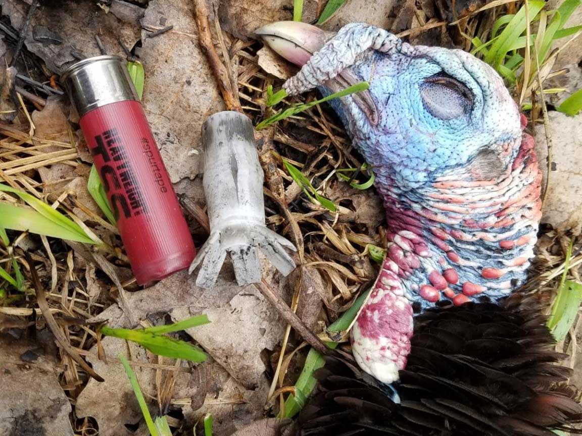 dead turkey next to federal tungsten super shot shell