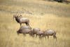 Elk herd in the fall