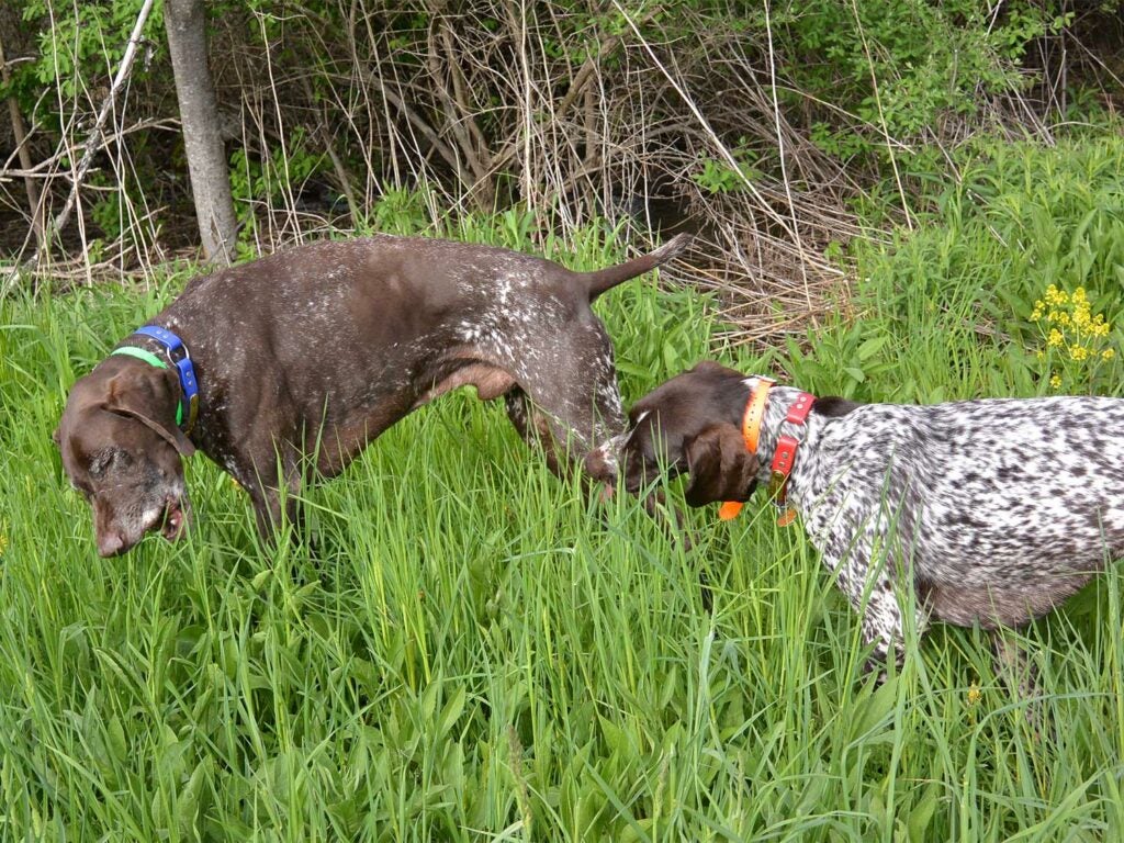 two dogs eating grass