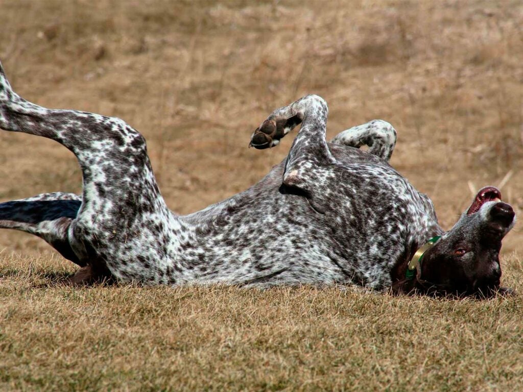 dog rolling in the grass