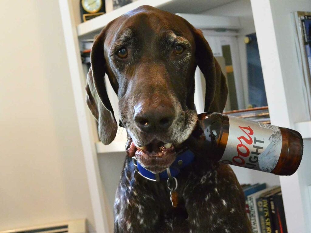 dog with a beer in its mouth