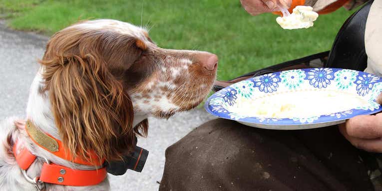 20 Things Your Bird Dog Should Never Eat or Drink