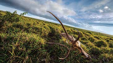Hunting Axis Deer on Lanai Island