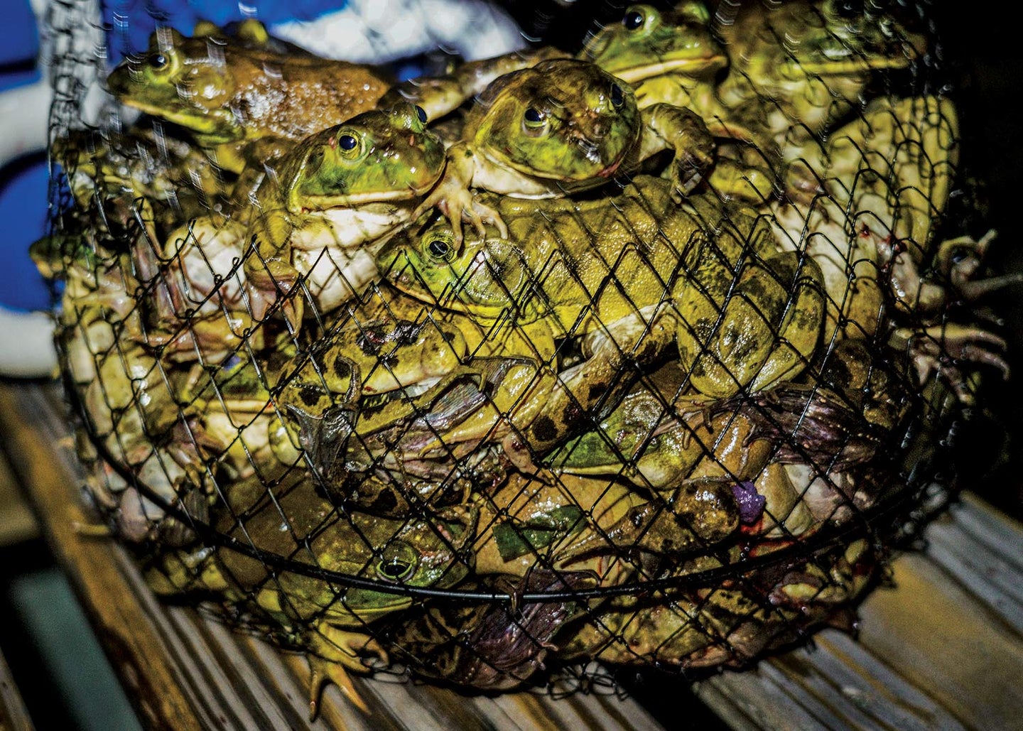 a fishing net basket full of frogs