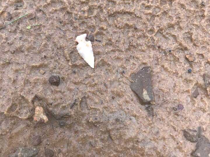 arrowheads in the mud