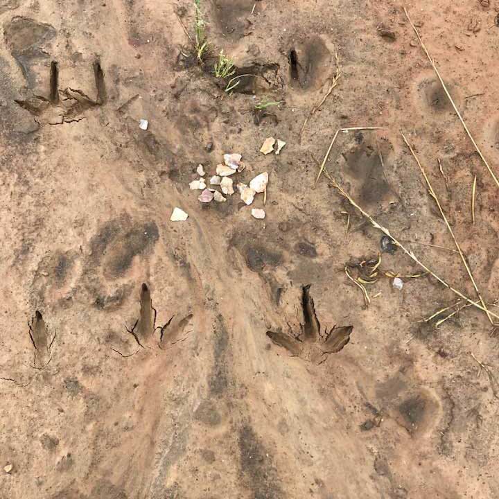 turkey tracks and arrowheads in the mud