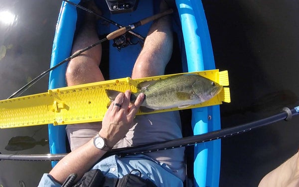 Measuring a big largemouth bass with the YakGear Fish Stik bump board.
