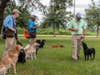 Blue Cypress Kennels team of three training hunting dogs