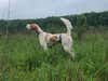 hunting dog in a green grassy field