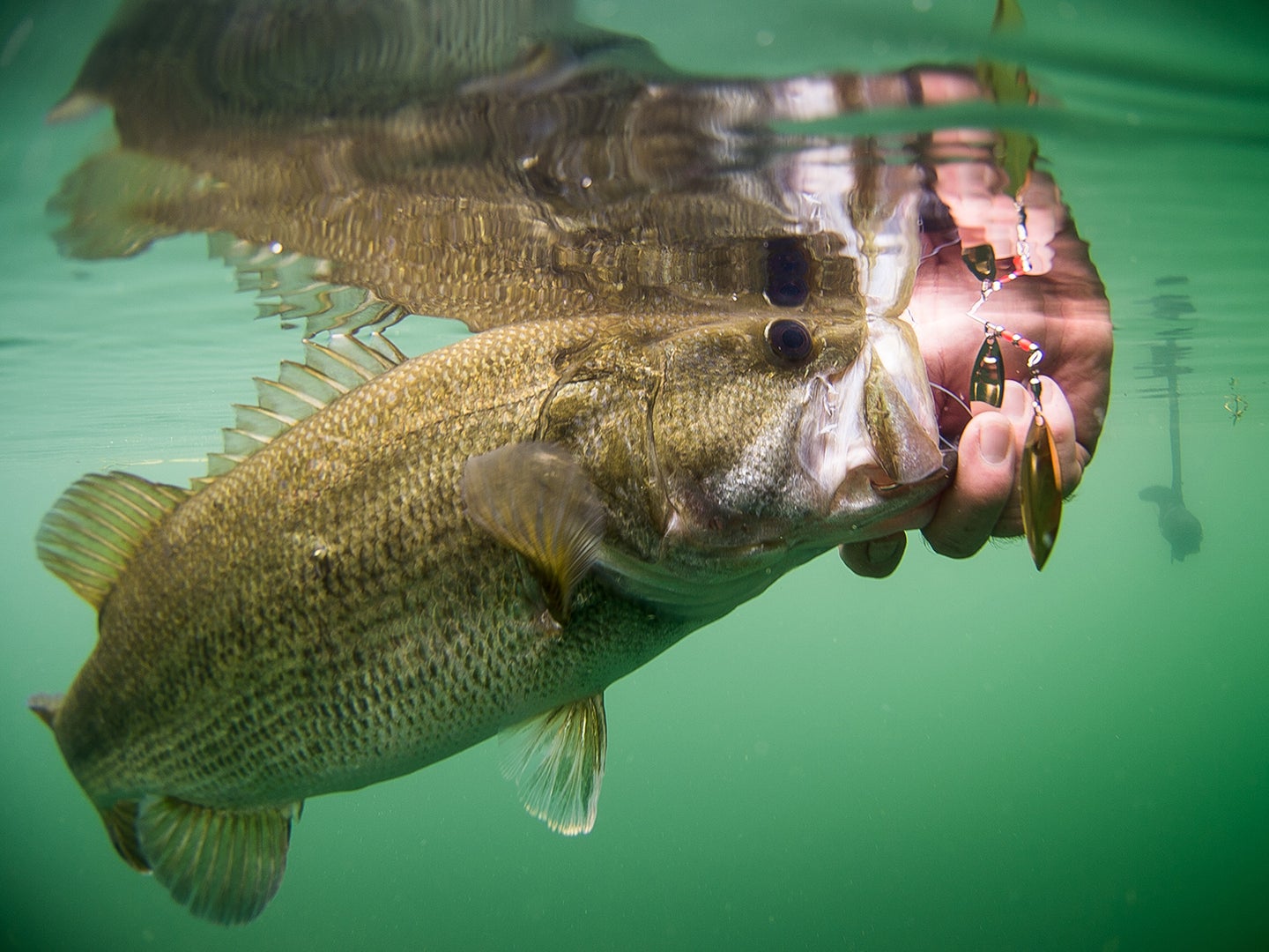 Spinnerbaits: How To Choose the Right One for Bass Fishing
