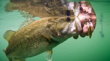How to Pick the Best Spinnerbait Blade for Bass in Any Conditions