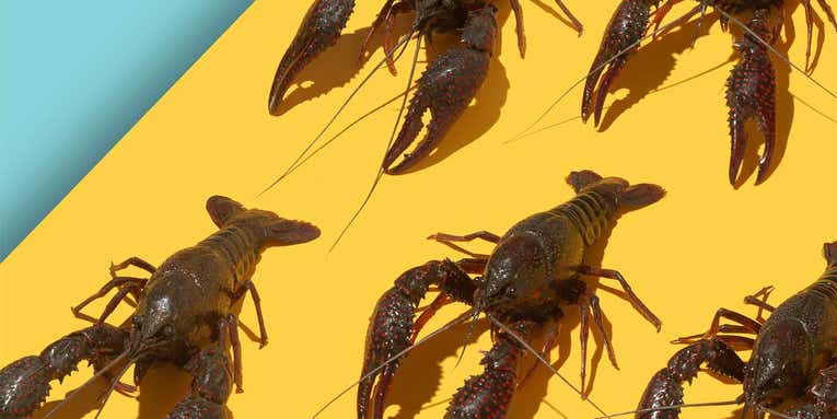 How to Catch Crawfish—for Bait or for Your Dinner