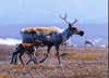 Caribou roaming the tundra.