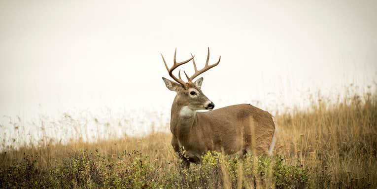 12 Great Low-Recoil Deer Cartridges