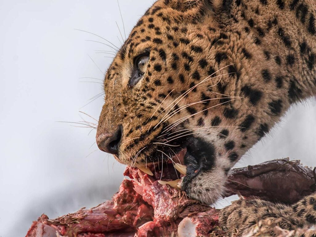 a jaguar feeding on its prey
