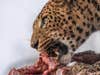 a jaguar feeding on its prey