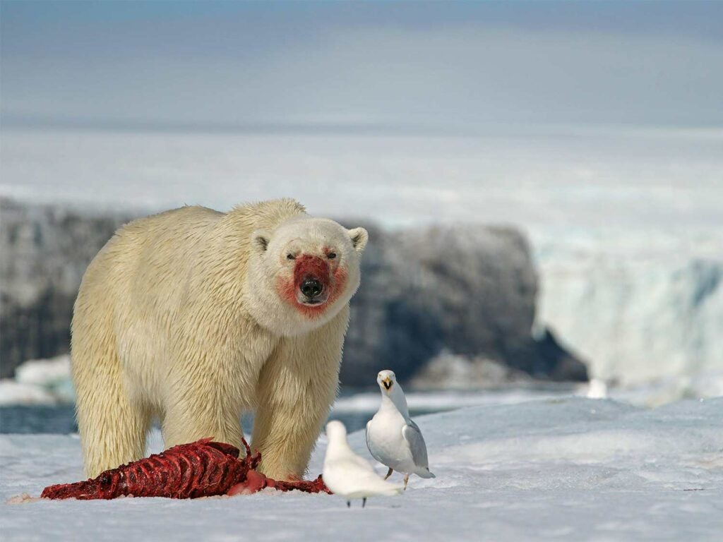 a polar bear feeding on a seal