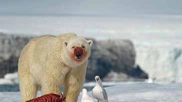 a polar bear feeding on a seal