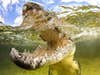 half underwater image of saltwater crocodile. what animal has the strongest bite force: the saltwater crocodile