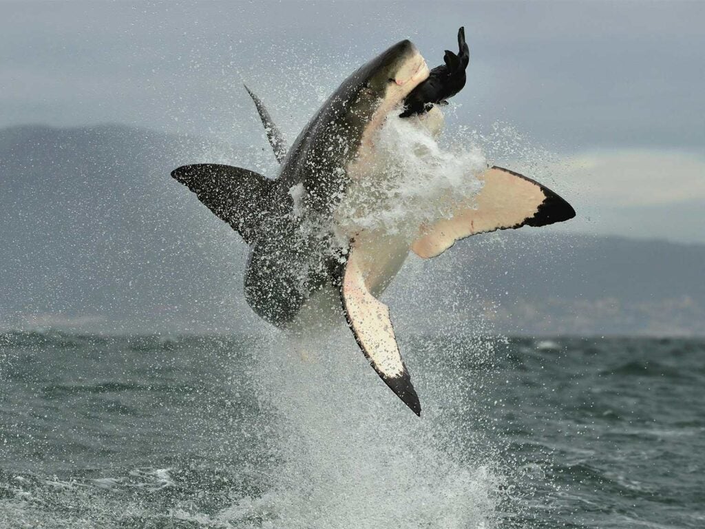 a great white shark jumping out of the ocean to attack a seal. what animal has the strongest bite force? a 21-foot great white can generate 4000 psi of force, but this has not been recorded in the wild. 