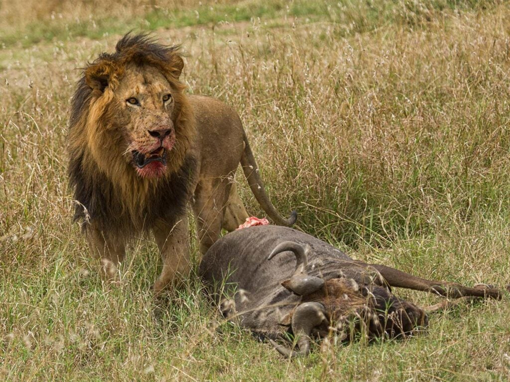 a lion feeding on a ox. A lion's bite force isn't as strong as many think. 