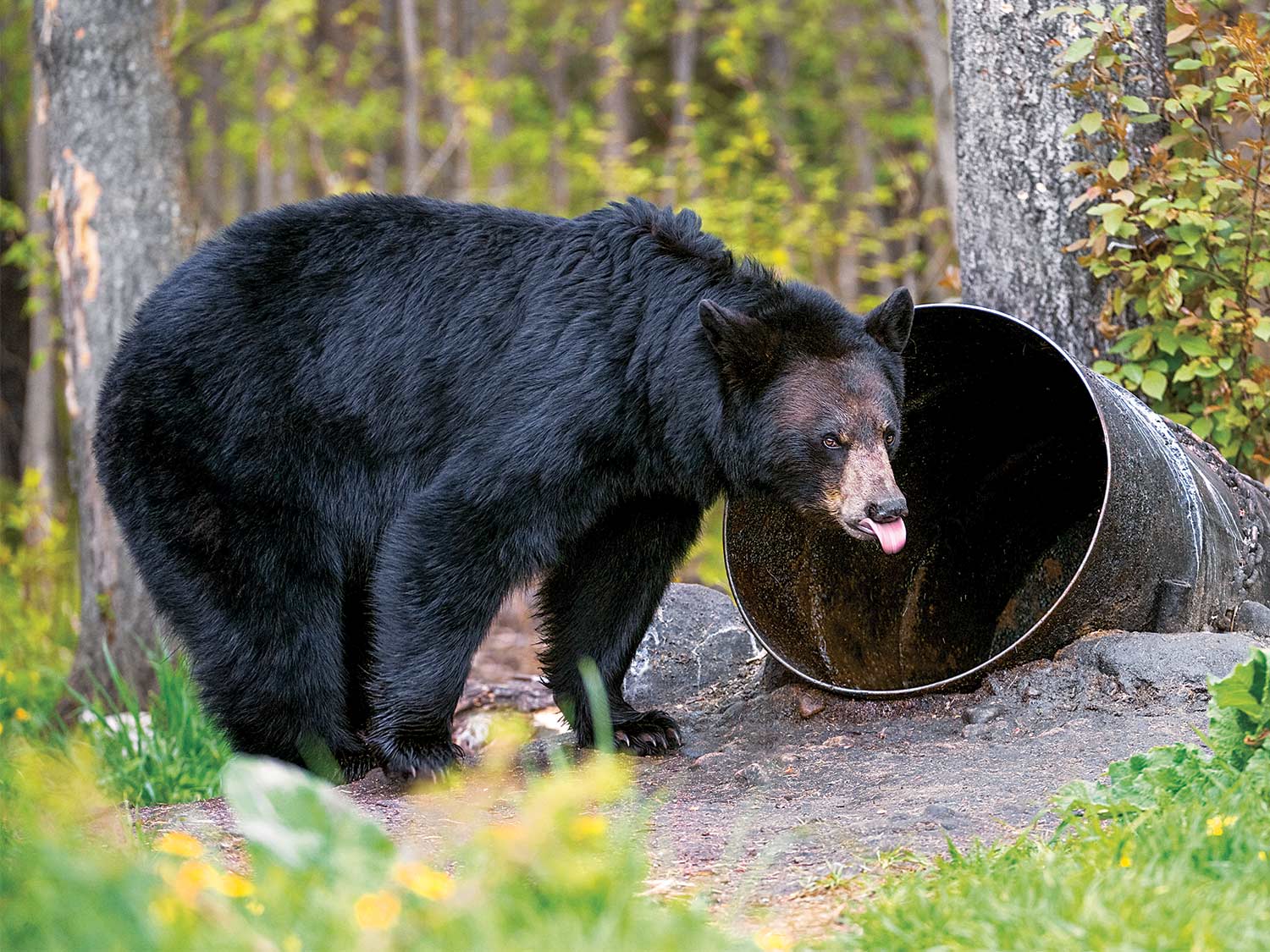 6 Tips for Baiting and Bowhunting Fall Bears