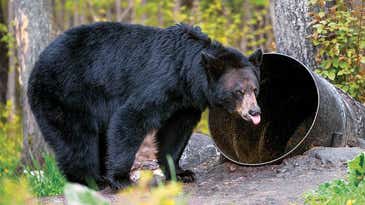 6 Tips for Baiting and Bowhunting Fall Bears