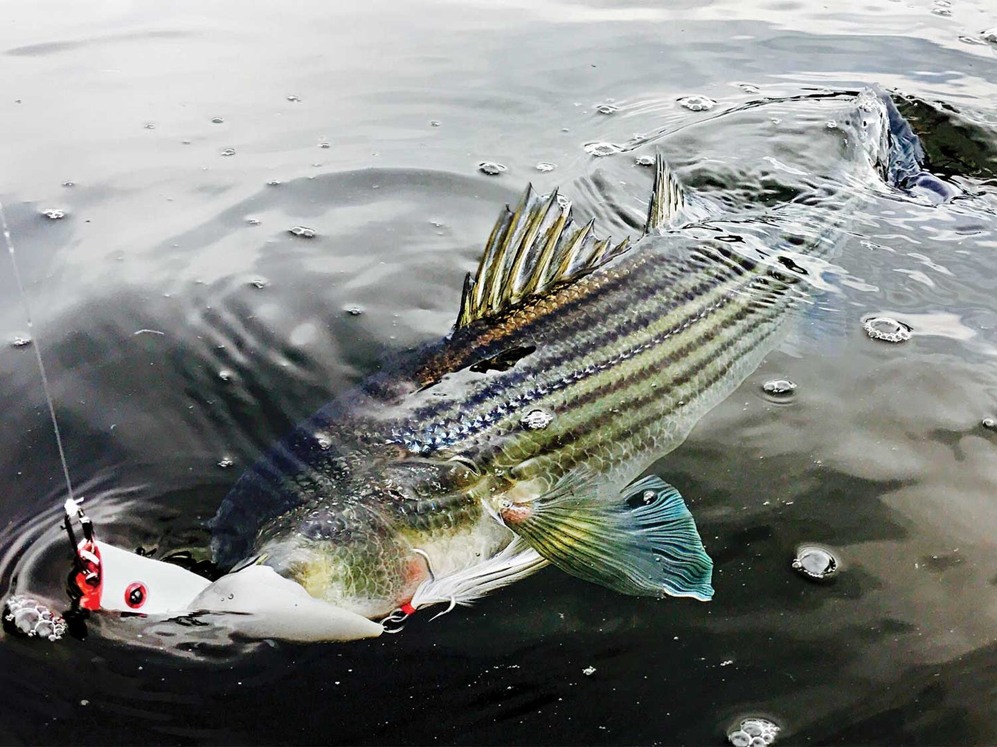 Fishing Tips for Catching Resident Striped Bass