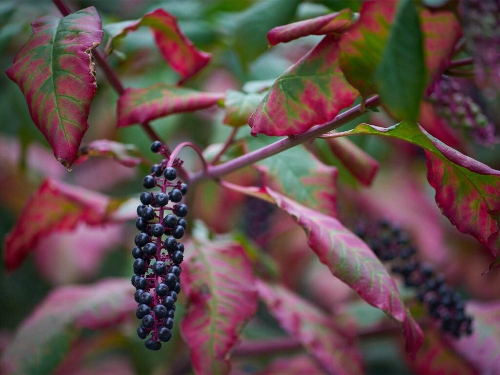 pokeweed berries