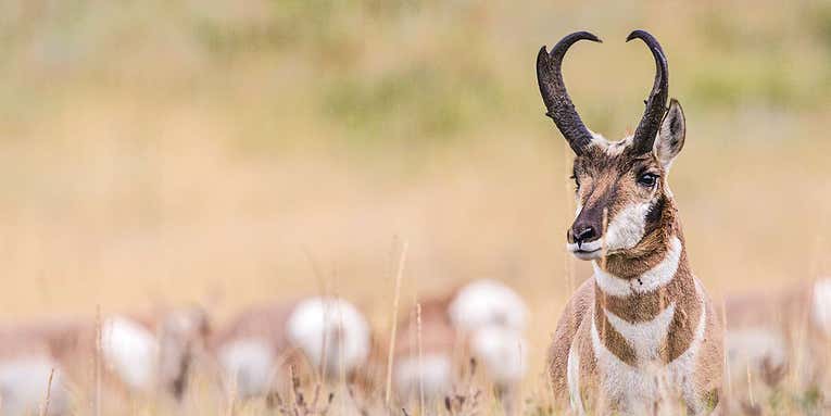 How to Hunt Pronghorn Antelope During the September Rut