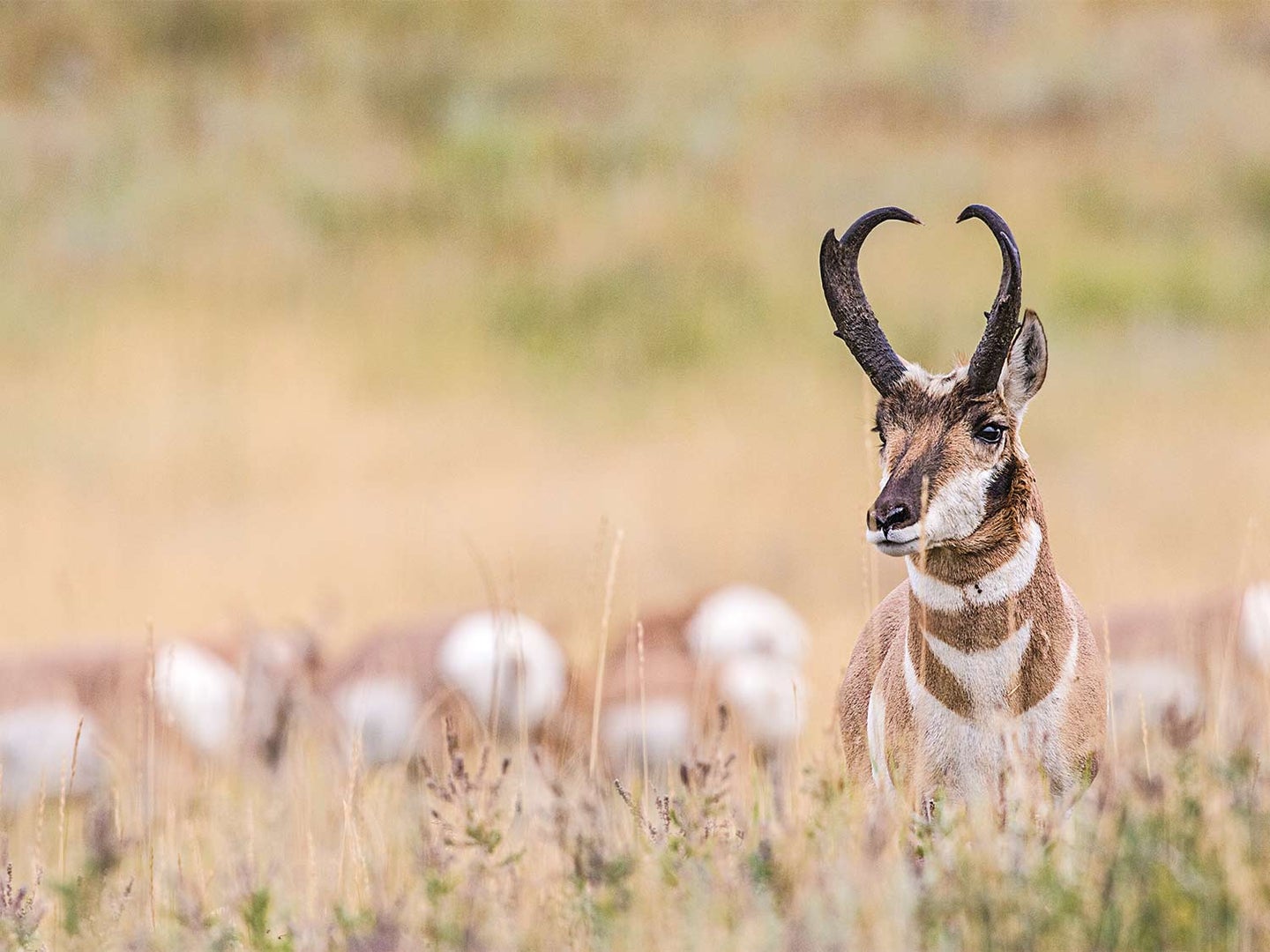 a mature antelope buck protecting does in a field.