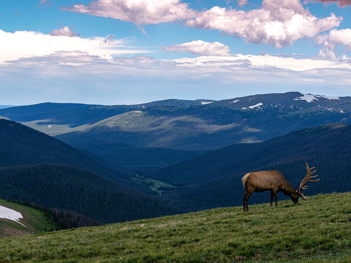 Elk in mountains